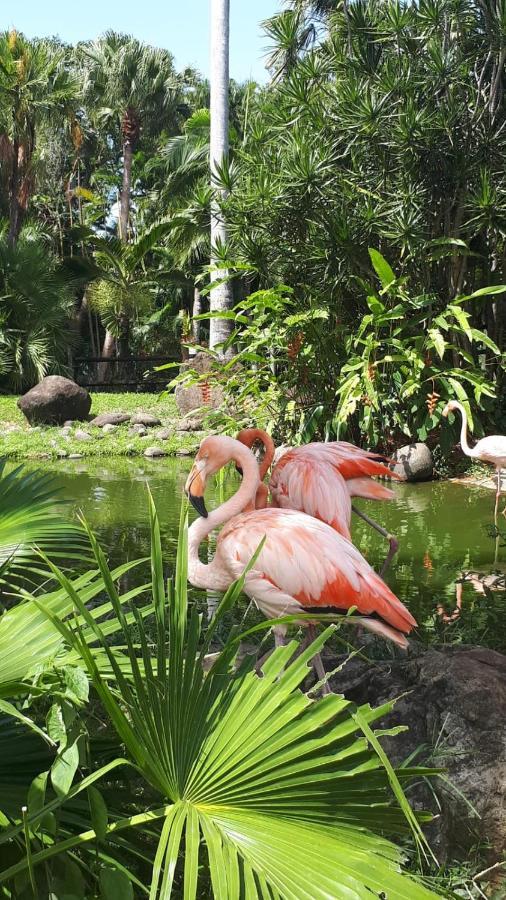 Appartement Guadeloupe St François Lagon Savannah *